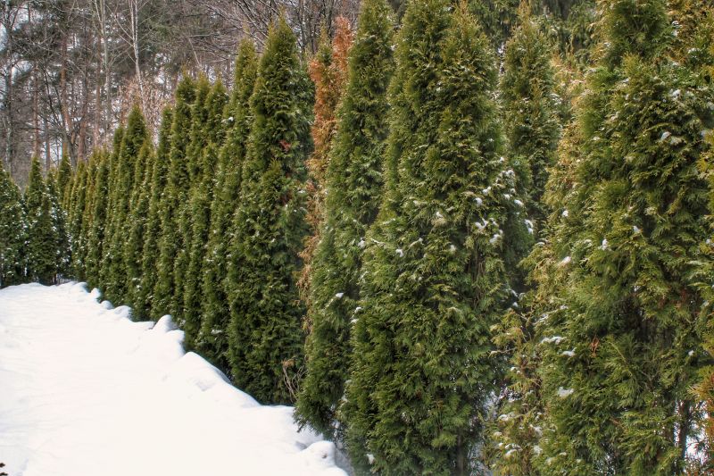 Winter Installation Scene